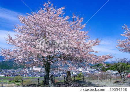 小津城櫻花 小津城櫻花 89054568