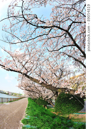 Sakura at Misaki Waterside Park 89054819