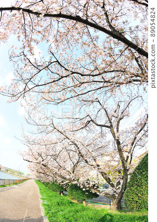 三崎水邊公園的櫻花 89054824