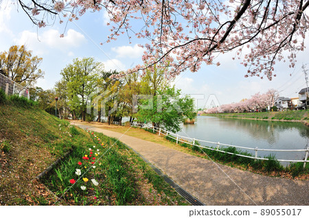 Sakura at Misaki Waterside Park Sakura at Misaki Waterside Park 89055017