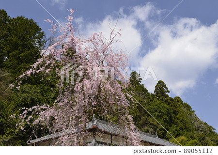 [Uda City, Nara Prefecture] Weeping cherry blossoms at Onoji Temple 89055112