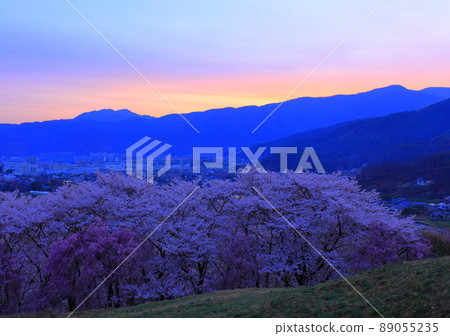 Cherry blossoms at Koboyama Kofun, Nagano Prefecture Cherry blossoms at Koboyama Kofun, Nagano Prefecture 89055235