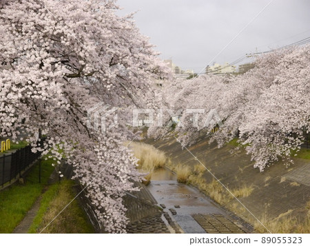 Famous cherry blossoms in Tama City 89055323