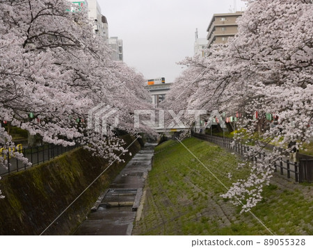 Famous cherry blossoms in Tama City Famous cherry blossoms in Tama City 89055328