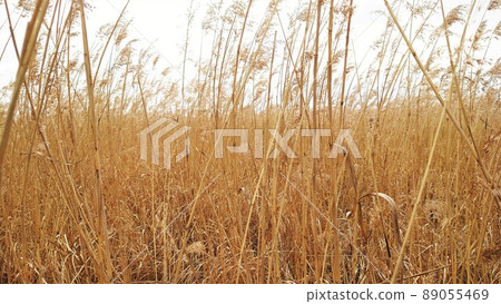 Reeds that spread all over and grew high enough to block the way 89055469
