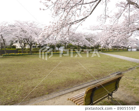 櫻花名勝寶野公園（從多摩市眺望富士山、關東富士見百景） 89055597