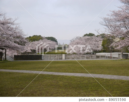 櫻花名勝寶野公園(從多摩市眺望富士山、關東富士見百景) 櫻花名勝寶野公園(從多摩市眺望富士山、關東富士見百景) 89055598