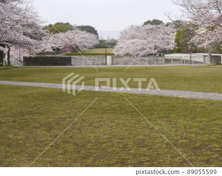 櫻花名勝寶野公園(從多摩市眺望富士山、關東富士見百景) 櫻花名勝寶野公園(從多摩市眺望富士山、關東富士見百景) 89055599