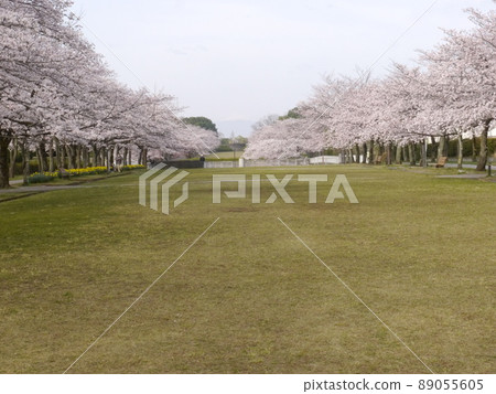 櫻花名勝寶野公園(從多摩市眺望富士山、關東富士見百景) 櫻花名勝寶野公園(從多摩市眺望富士山、關東富士見百景) 89055605
