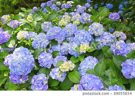 Early summer flower material hydrangea in full bloom 89055654