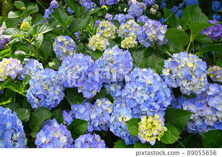 Early summer flower material hydrangea in full bloom 89055656