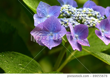 Early summer flower material hydrangea in full bloom 89055678