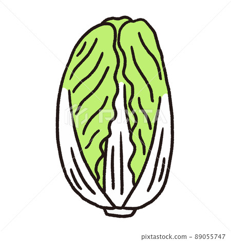 大白菜矢量插畫 89055747
