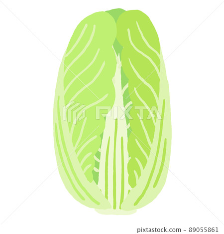 大白菜矢量插畫 89055861