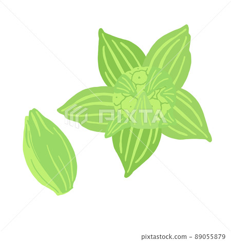 Vector illustration of butterbur sprout 89055879
