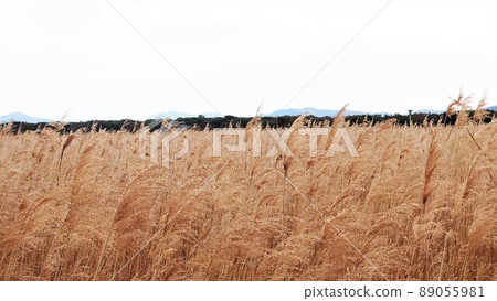 A meadow where dead reeds spread all over in front of you 89055981