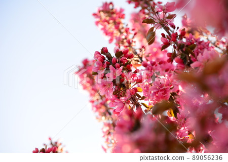 Pink flowering appletree against the sky from below 89056236