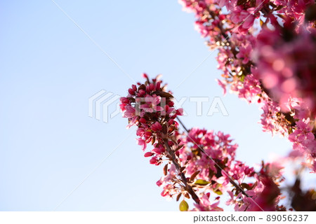 Pink flowering appletree against the sky from below 89056237