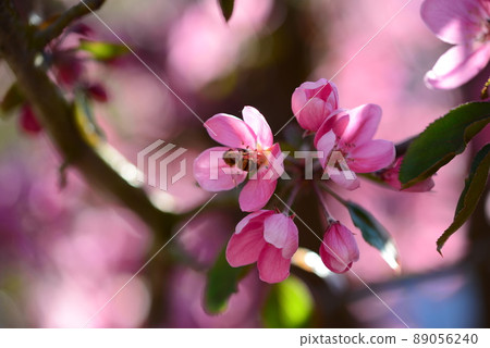 Pink flowering appletree as a close up 89056240