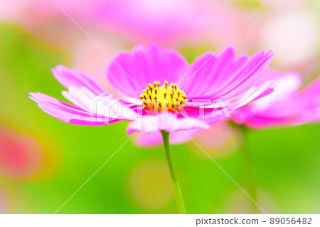 Autumn flowers, autumn cherry blossoms 89056482
