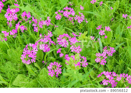 Primrose quasi-endangered (NT) Tajimagahara primrose native fabric (special natural monument) 89056812
