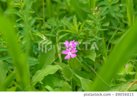 Primrose quasi-endangered (NT) Tajimagahara primrose native fabric (special natural monument) 89056815