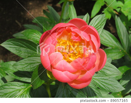 單花紅牡丹珊瑚王 89057165
