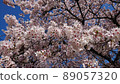Cherry blossoms 89057320
