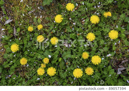 西部蒲公英 89057394