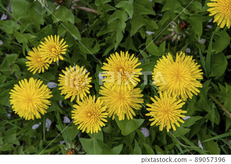 Western dandelion 89057396