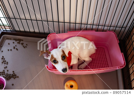 一隻小狗 一隻小狗 89057514