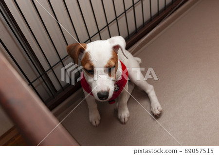 困了小狗 89057515