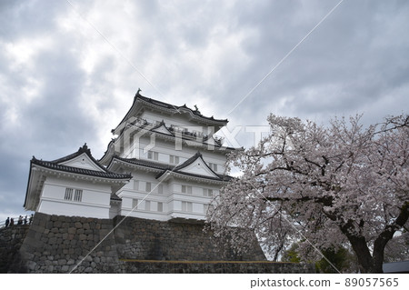 Odawara Castle with cloudy flowers and cherry blossoms in full bloom Odawara Castle with cloudy flowers and cherry blossoms in full bloom 89057565