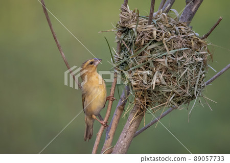 Image of female baya weaver nesting on nature background. Bird. Animals. Image of female baya weaver nesting on nature background. Bird. Animals. 89057733