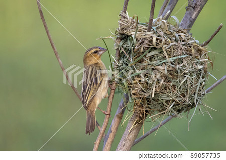 Image of female baya weaver nesting on nature background. Bird. Animals. Image of female baya weaver nesting on nature background. Bird. Animals. 89057735