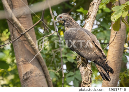 Image of oriental honey buzzard bird on a tree branch on nature background. Hawk. Animals. 89057746