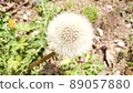  Dandelion 89057880