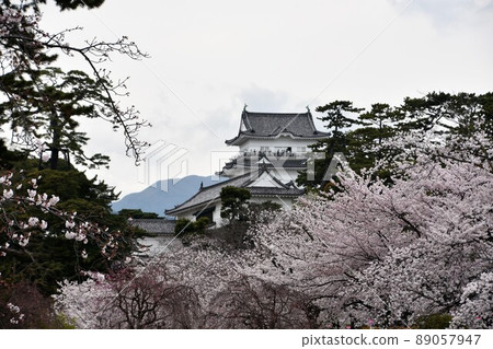 Odawara Castle with cloudy flowers and cherry blossoms in full bloom Odawara Castle with cloudy flowers and cherry blossoms in full bloom 89057947