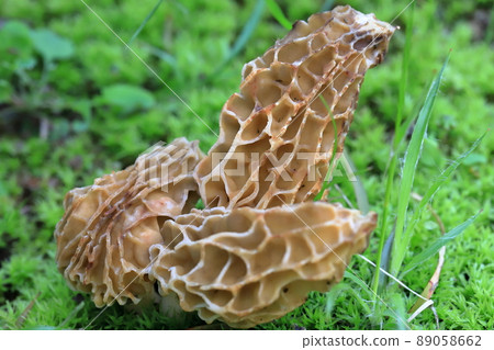 Morels that herald spring 89058662