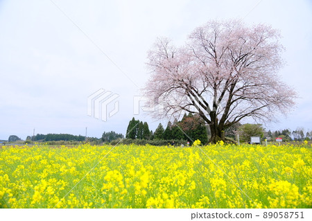 One cherry tree and rape blossoms One cherry tree and rape blossoms 89058751