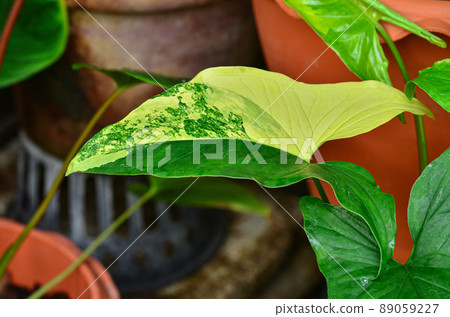 Syngonium Aurea in garden Syngonium Aurea in garden 89059227