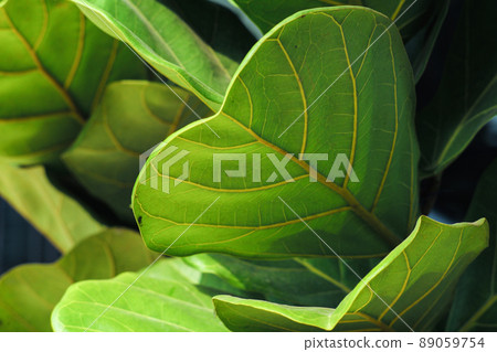 Closeup leaf of fiddle fig tree wiht blurred many leaves in background 89059754