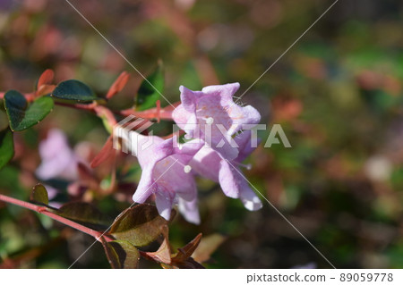 Averia Averia 89059778