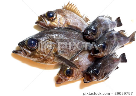Freshly caught rockfish lined up on the cutting board of the kitchen 89059797