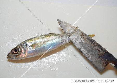 老化捕獲的新鮮竹莢魚@瀨戶內海 老化捕獲的新鮮竹莢魚@瀨戶內海 89059856