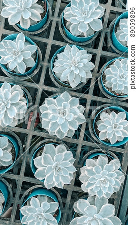 植物拼图 89059896