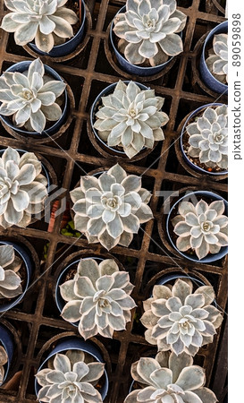 植物拼图 89059898