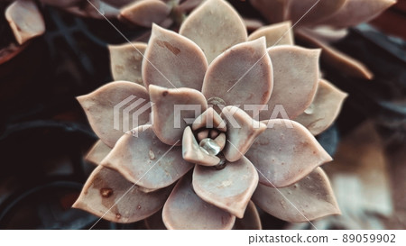 植物拼图 89059902