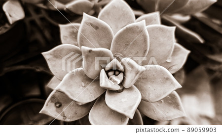 plant puzzle 89059903