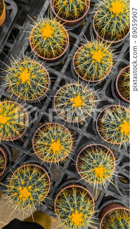 植物拼图 植物拼图 89059907